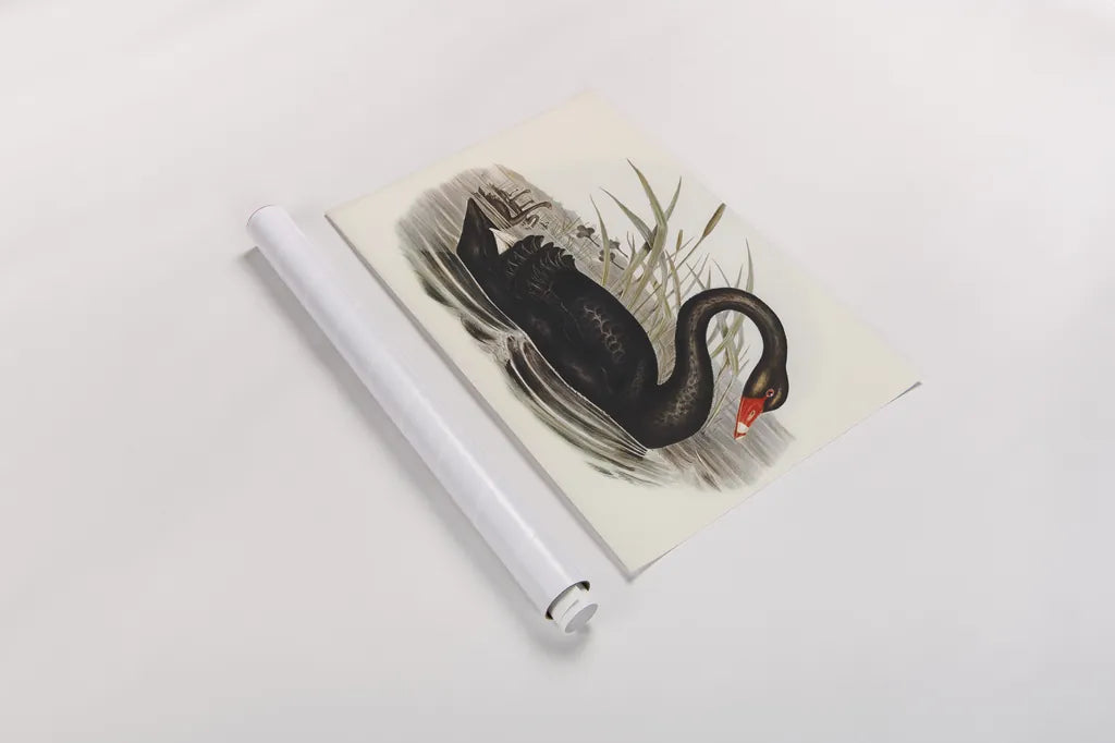Black Swan Vintage Book by Wild Apple Portfolio. shown as a rolled paper print. Available as archival giclee rolled canvas, fine art paper, or poster print. SKU 101600i.