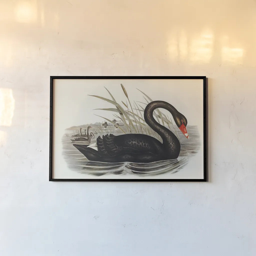 Black Swan Vintage Book by Wild Apple Portfolio. shown as a paper print in a black flame. Available as a archival giclee rolled canvas, fine art paper, or poster print. SKU 101600i.