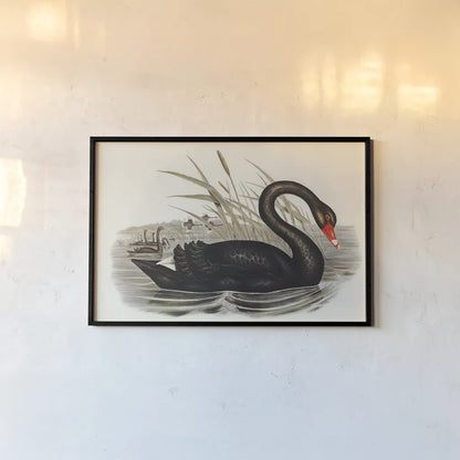 Black Swan Vintage Book by Wild Apple Portfolio. shown as a paper print in a black flame. Available as a archival giclee rolled canvas, fine art paper, or poster print. SKU 101600i.