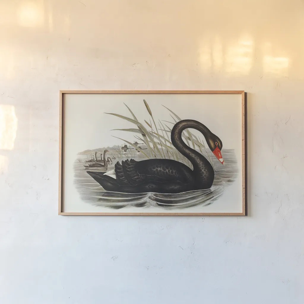 Black Swan Vintage Book by Wild Apple Portfolio. shown as a paper print in a natural frame. Available as a archival giclee rolled canvas, fine art paper, or poster print. SKU 101600i.
