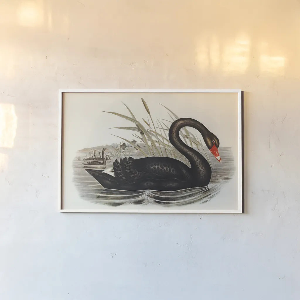 Black Swan Vintage Book by Wild Apple Portfolio. shown as a paper print in a white frame. Available as a archival giclee rolled canvas, fine art paper, or poster print. SKU 101600i.