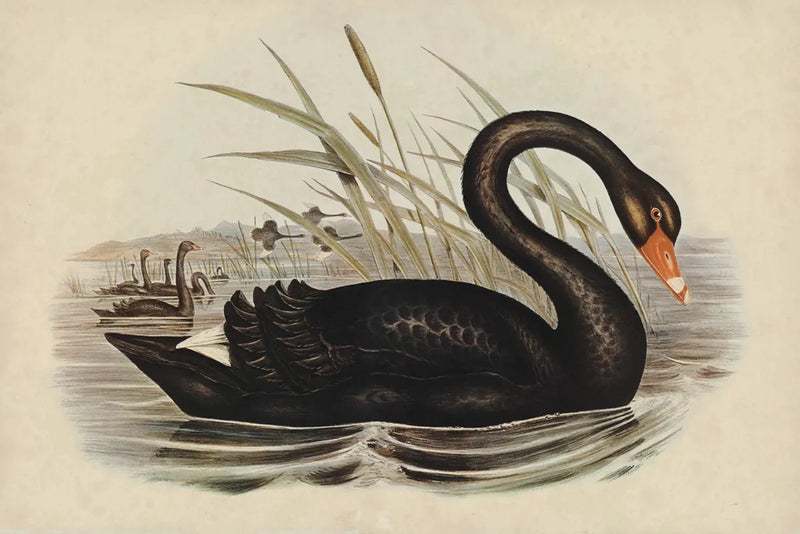 Black Swan Vintage Book Aged by Wild Apple Portfolio. SKU 101601i. Archival Giclee Fine art print for wall decor.