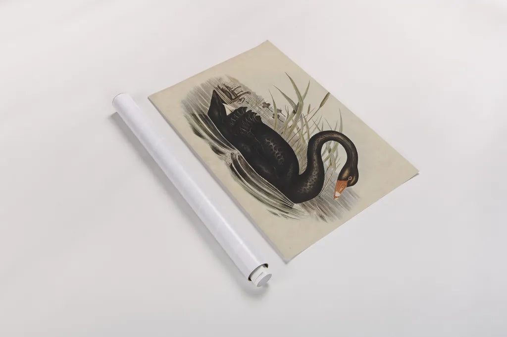 Black Swan Vintage Book Aged by Wild Apple Portfolio. shown as a rolled paper print. Available as archival giclee rolled canvas, fine art paper, or poster print. SKU 101601i.