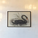 Black Swan Vintage Book Aged by Wild Apple Portfolio. shown as a paper print in a black flame. Available as a archival giclee rolled canvas, fine art paper, or poster print. SKU 101601i.