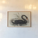 Black Swan Vintage Book Aged by Wild Apple Portfolio. shown as a paper print in a natural frame. Available as a archival giclee rolled canvas, fine art paper, or poster print. SKU 101601i.