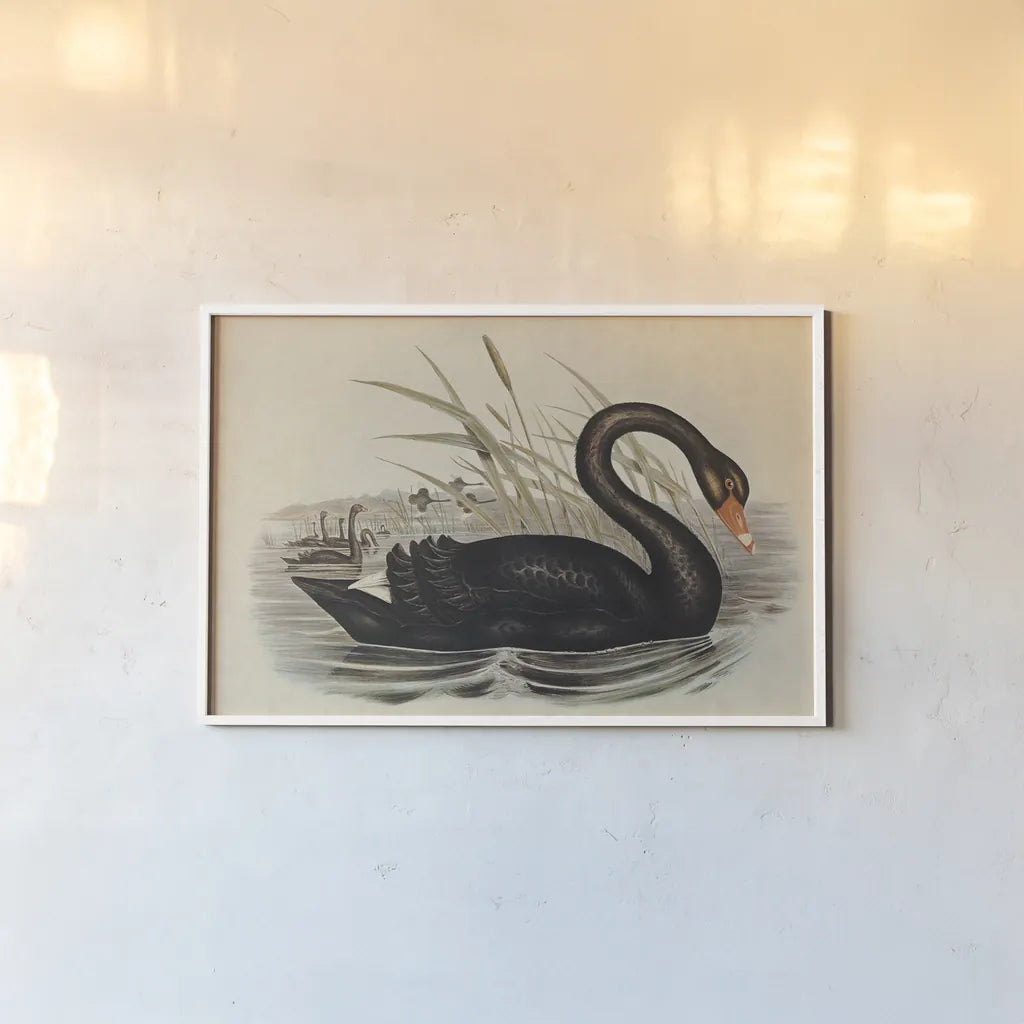 Black Swan Vintage Book Aged by Wild Apple Portfolio. shown as a paper print in a white frame. Available as a archival giclee rolled canvas, fine art paper, or poster print. SKU 101601i.