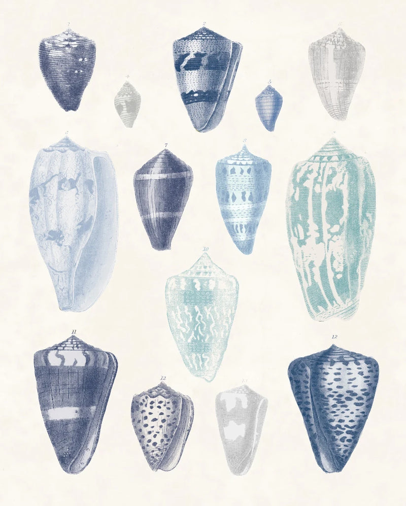 Blue Shell Assortment I by Wild Apple Portfolio