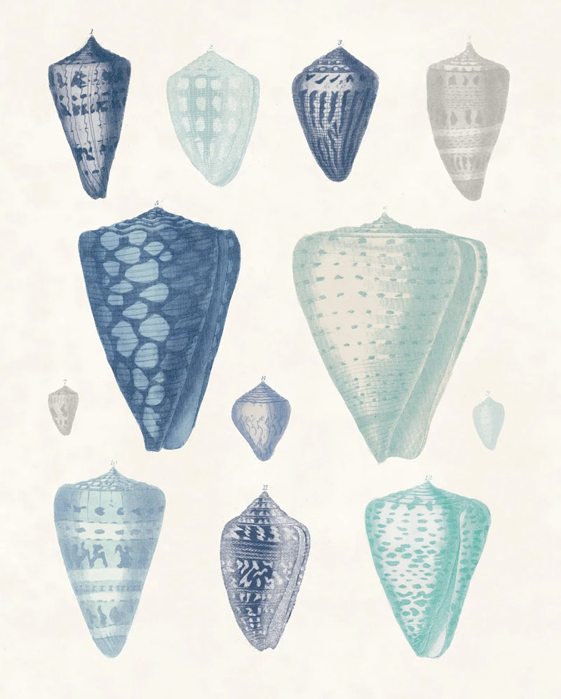 Blue Shell Assortment II by Wild Apple Portfolio