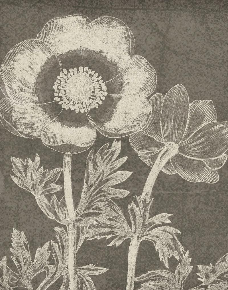 Botanical Beauty Chalk II Crop by Wild Apple Portfolio