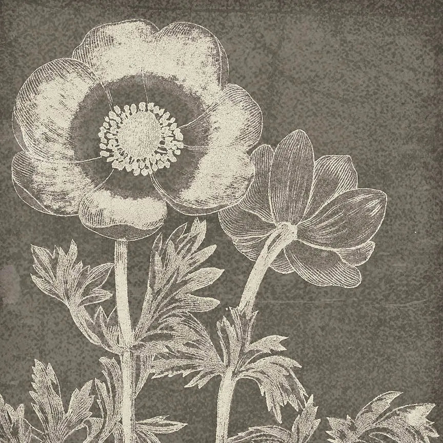 Botanical Beauty Chalk Square II by Wild Apple Portfolio. SKU 14966a. Archival Giclee Fine art print for wall decor.