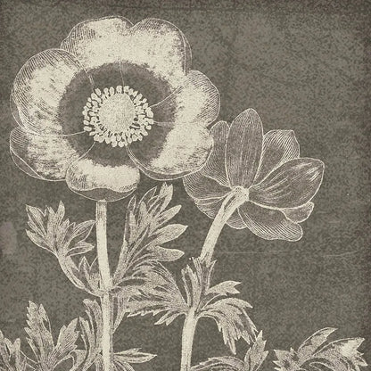 Botanical Beauty Chalk Square II by Wild Apple Portfolio. SKU 14966a. Archival Giclee Fine art print for wall decor.