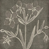 Botanical Beauty Chalk Square IV by Wild Apple Portfolio. SKU 14968a. Archival Giclee Fine art print for wall decor.