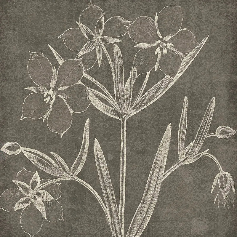 Botanical Beauty Chalk Square IV by Wild Apple Portfolio. SKU 14968a. Archival Giclee Fine art print for wall decor.