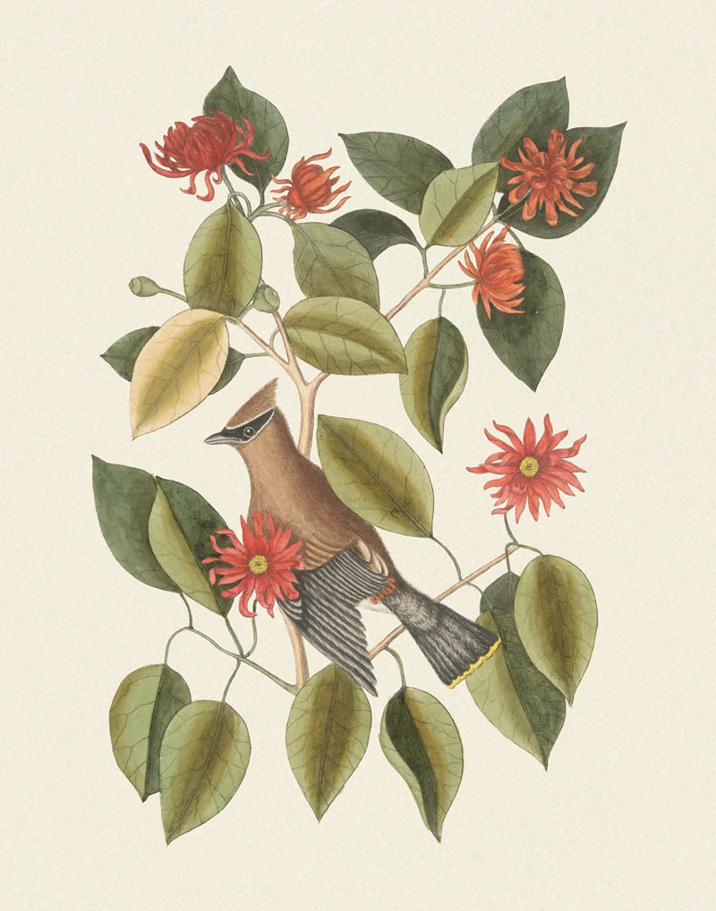 Botanical Bird II by Wild Apple Portfolio