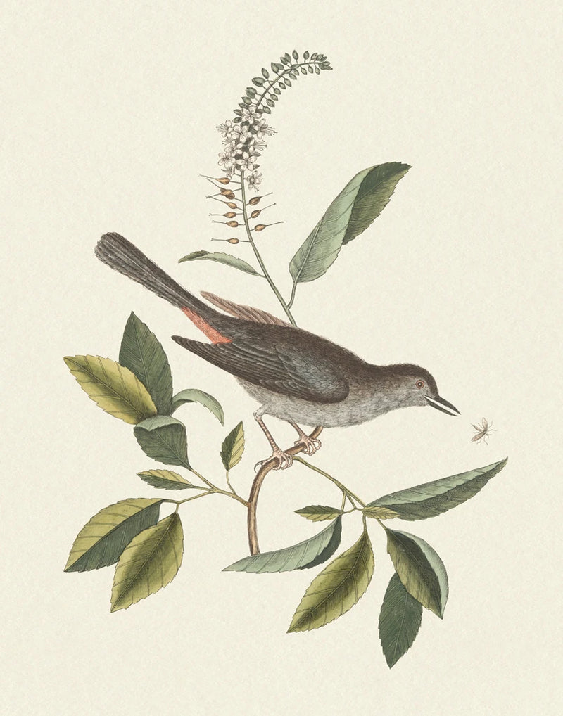 Botanical Bird III by Wild Apple Portfolio
