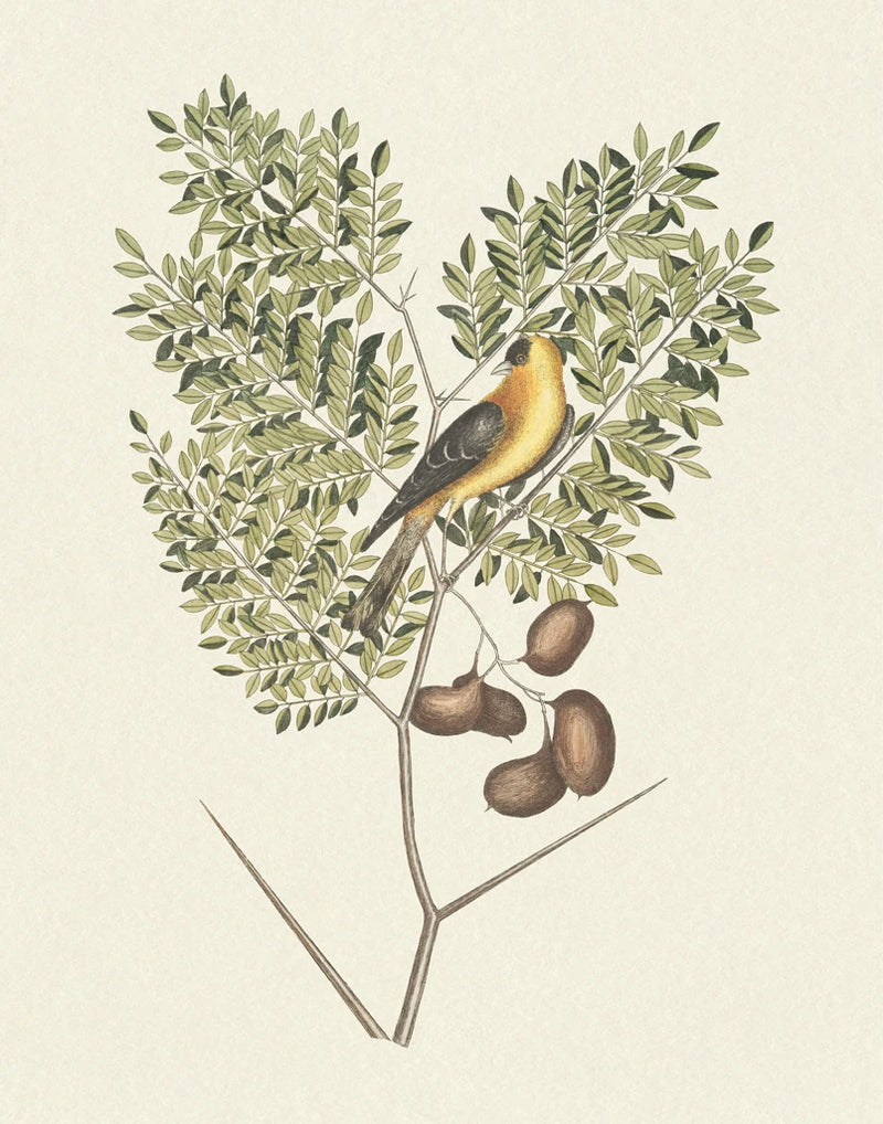 Botanical Bird IV by Wild Apple Portfolio