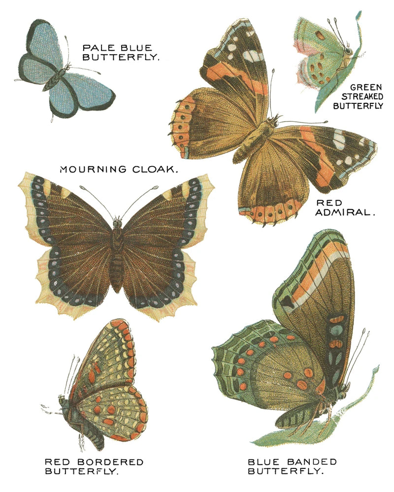 Botanical Butterflies Postcard III White by Wild Apple Portfolio
