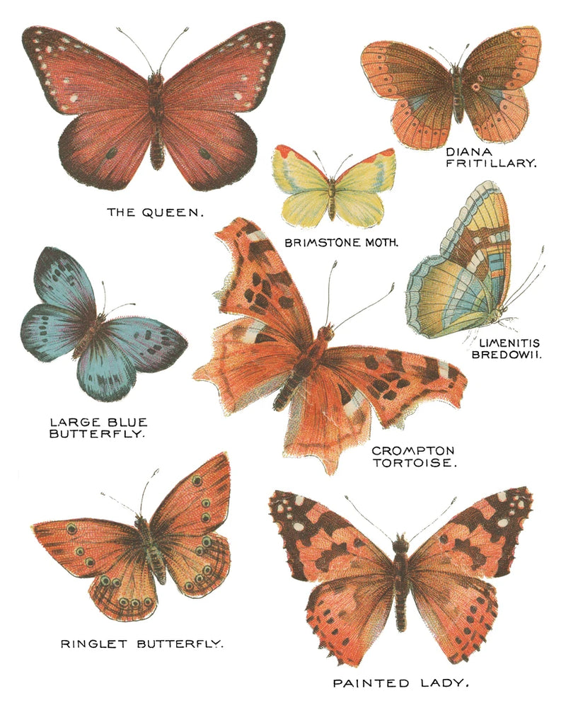 Botanical Butterflies Postcard IV White by Wild Apple Portfolio