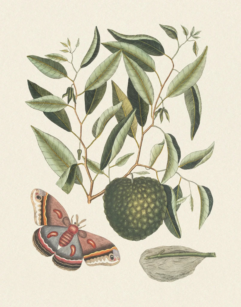 Botanical Butterfly I by Wild Apple Portfolio