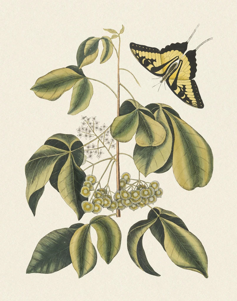 Botanical Butterfly II by Wild Apple Portfolio