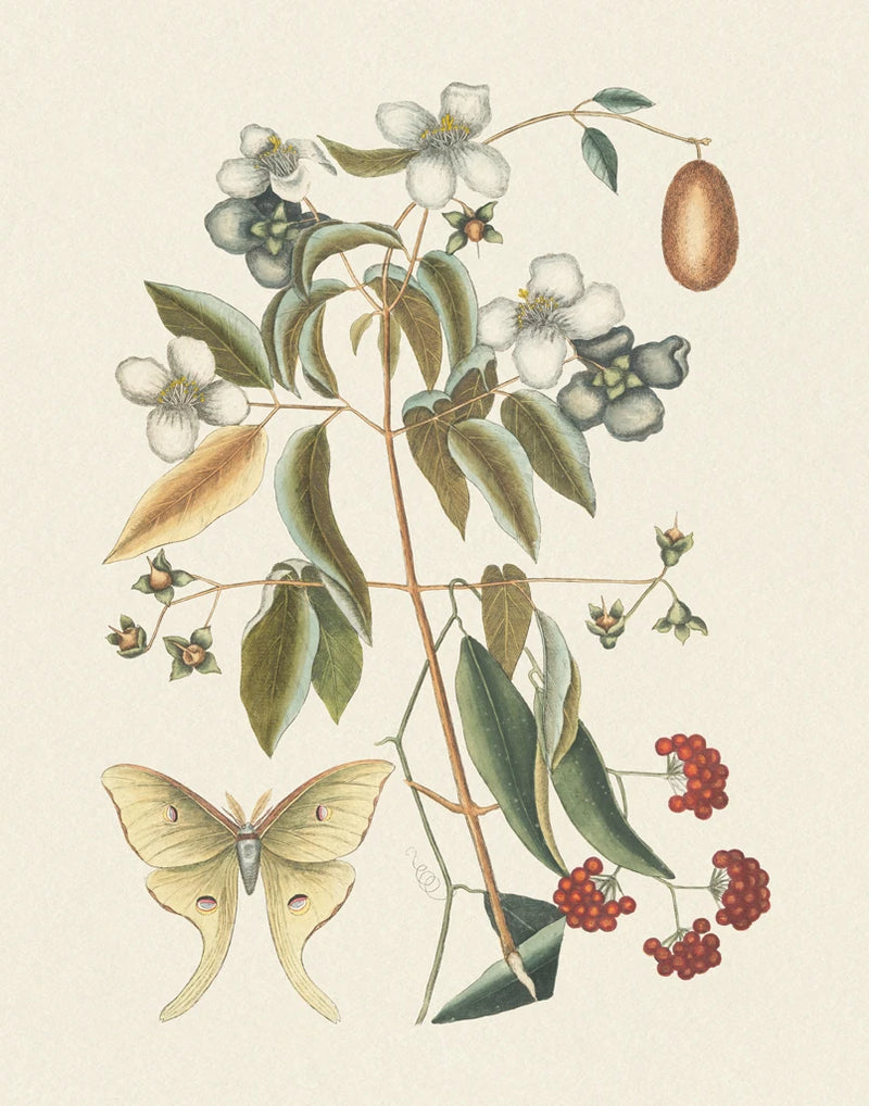 Botanical Butterfly III by Wild Apple Portfolio