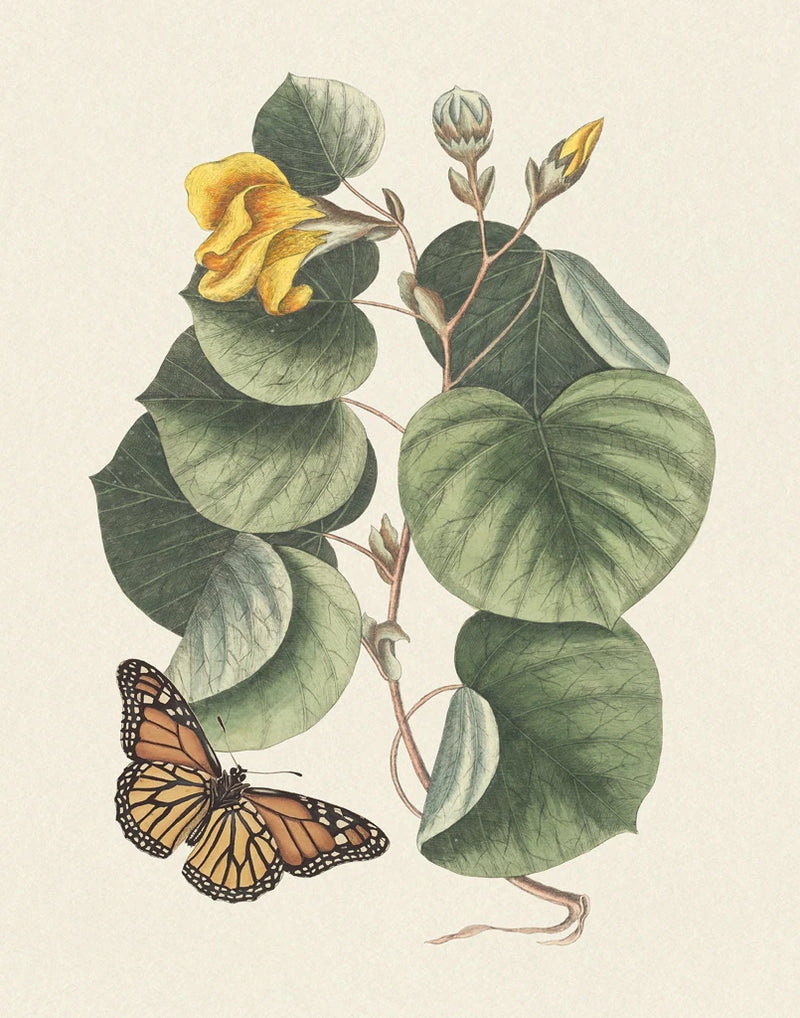 Botanical Butterfly IV by Wild Apple Portfolio
