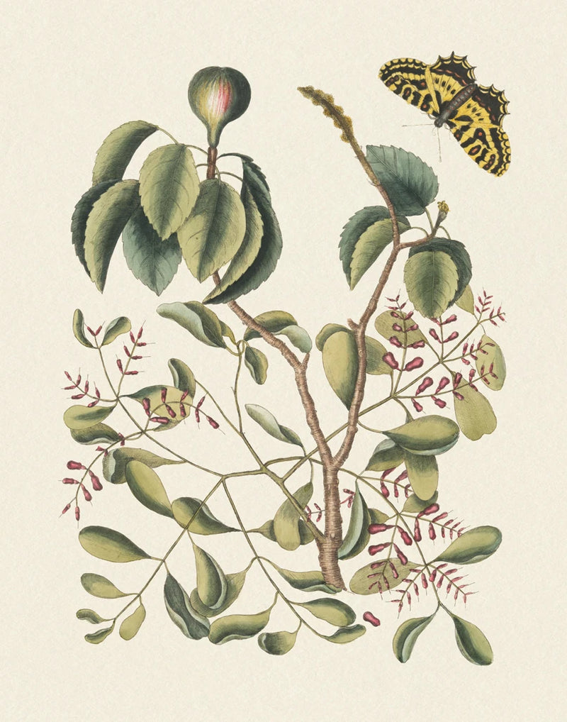 Botanical Butterfly VI by Wild Apple Portfolio