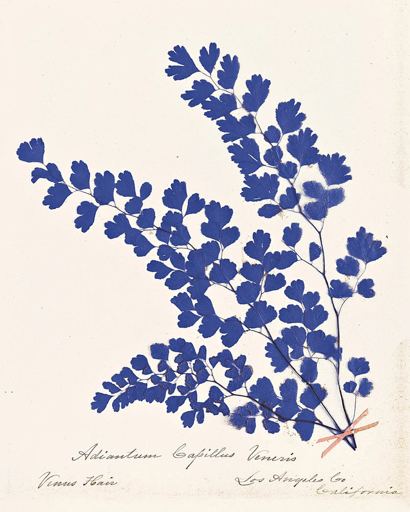 Botanical Fern III Blue by Wild Apple Portfolio