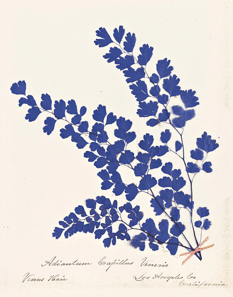 Botanical Fern III Blue by Wild Apple Portfolio