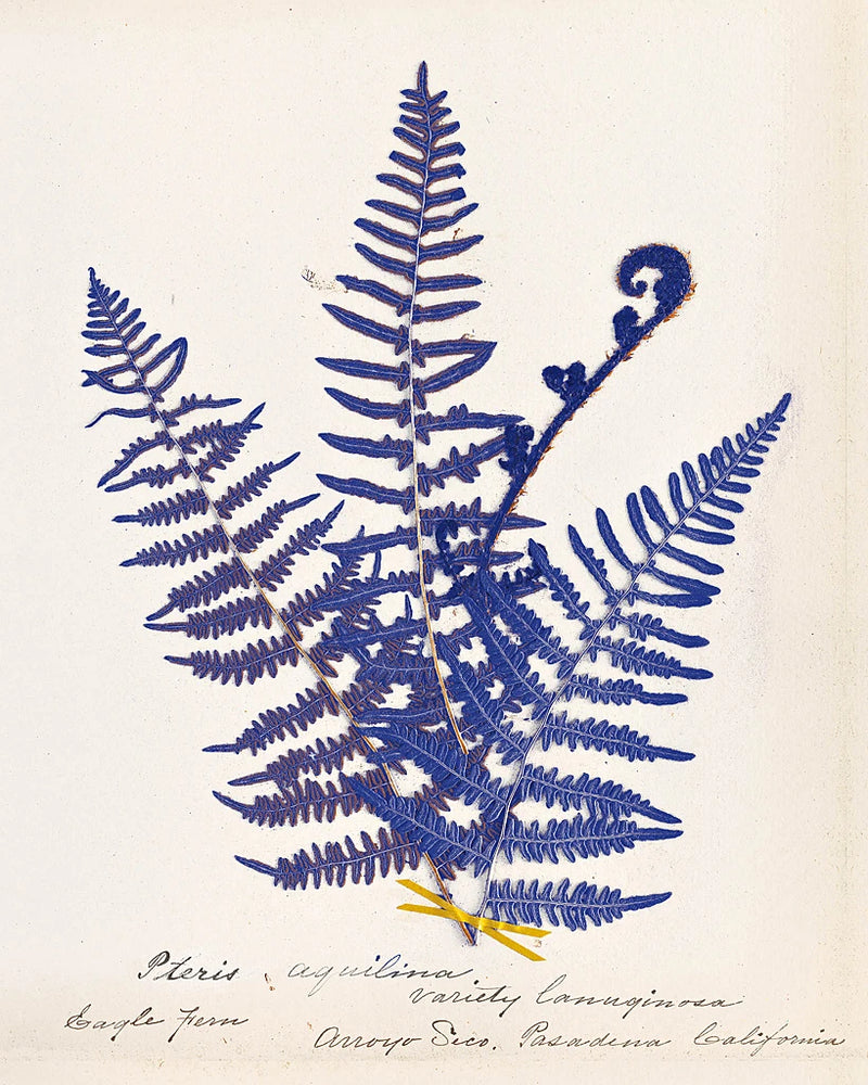 Botanical Fern IV Blue by Wild Apple Portfolio
