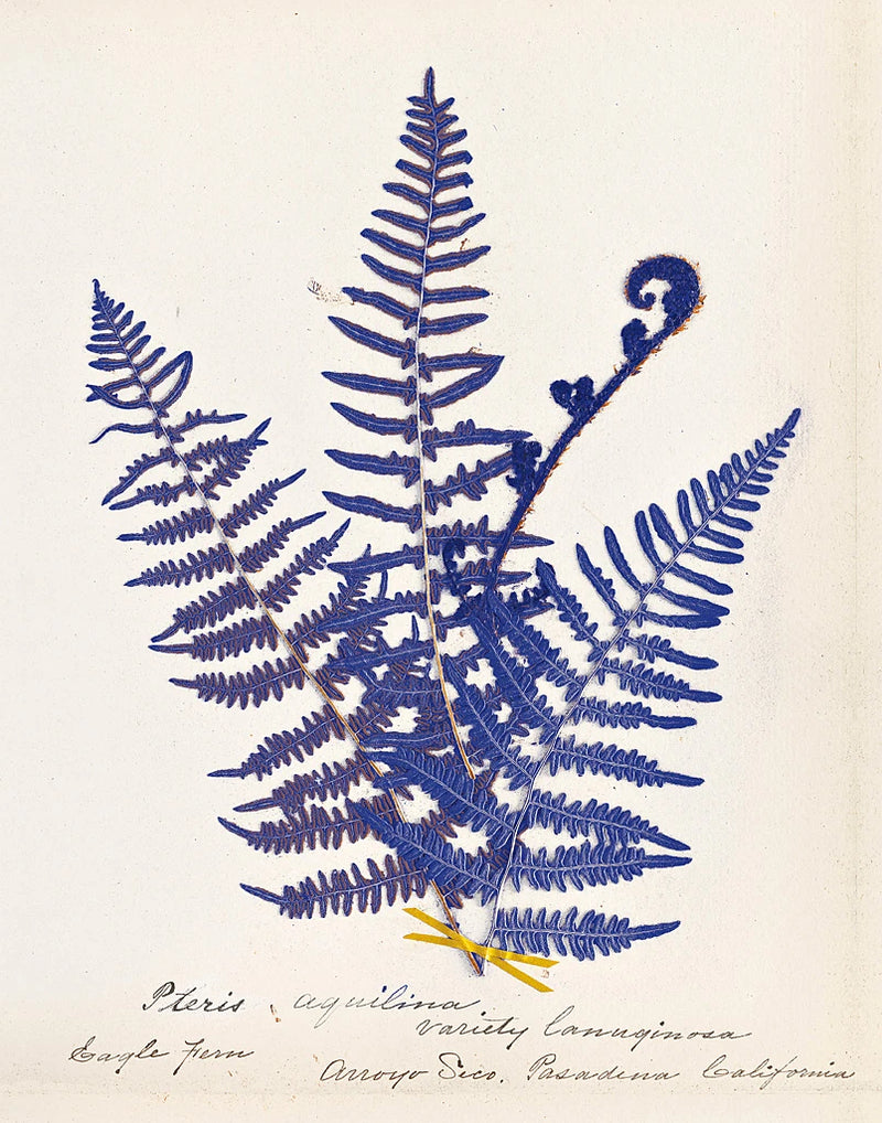 Botanical Fern IV Blue by Wild Apple Portfolio