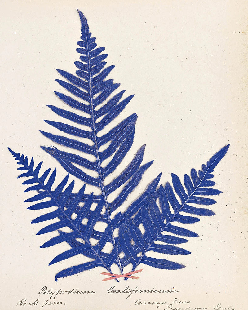 Botanical Fern XI Blue by Wild Apple Portfolio