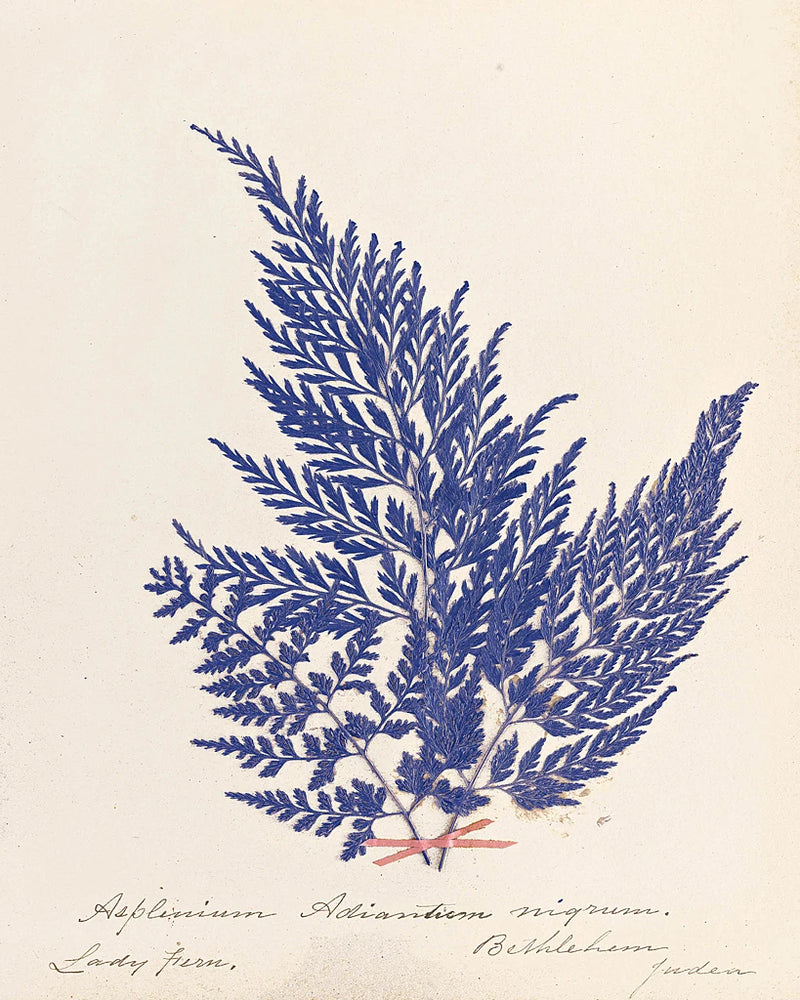 Botanical Fern XVIII Blue by Wild Apple Portfolio