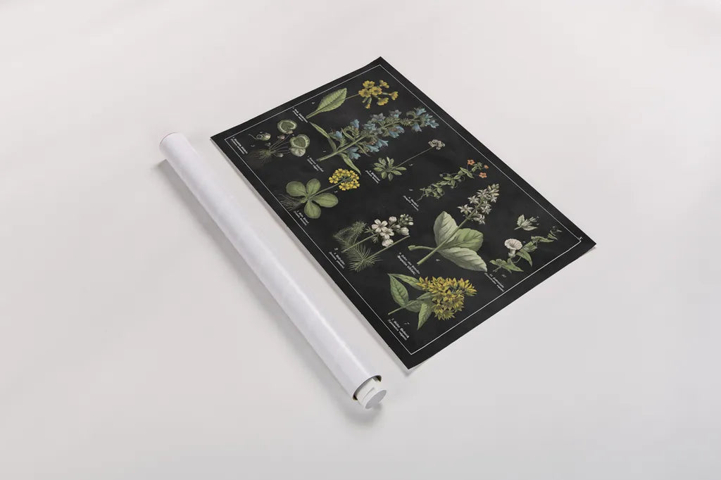 Botanical Floral Chart I Black and White by Wild Apple Portfolio. shown as a rolled paper print. Available as archival giclee rolled canvas, fine art paper, or poster print. SKU 21975i.