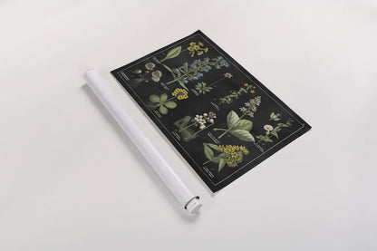 Botanical Floral Chart I Black and White by Wild Apple Portfolio. shown as a rolled paper print. Available as archival giclee rolled canvas, fine art paper, or poster print. SKU 21975i.