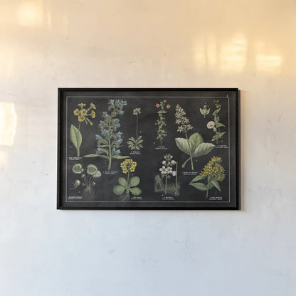 Botanical Floral Chart I Black and White by Wild Apple Portfolio. shown as a paper print in a black flame. Available as a archival giclee rolled canvas, fine art paper, or poster print. SKU 21975i.