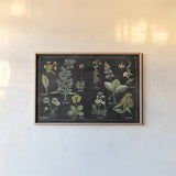 Botanical Floral Chart I Black and White by Wild Apple Portfolio. shown as a paper print in a natural frame. Available as a archival giclee rolled canvas, fine art paper, or poster print. SKU 21975i.