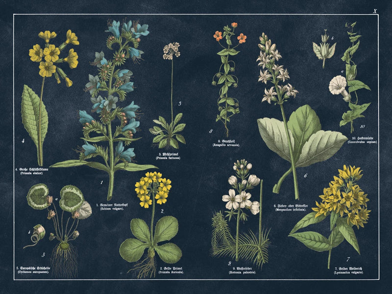 Botanical Floral Chart I Dark Blue by Wild Apple Portfolio