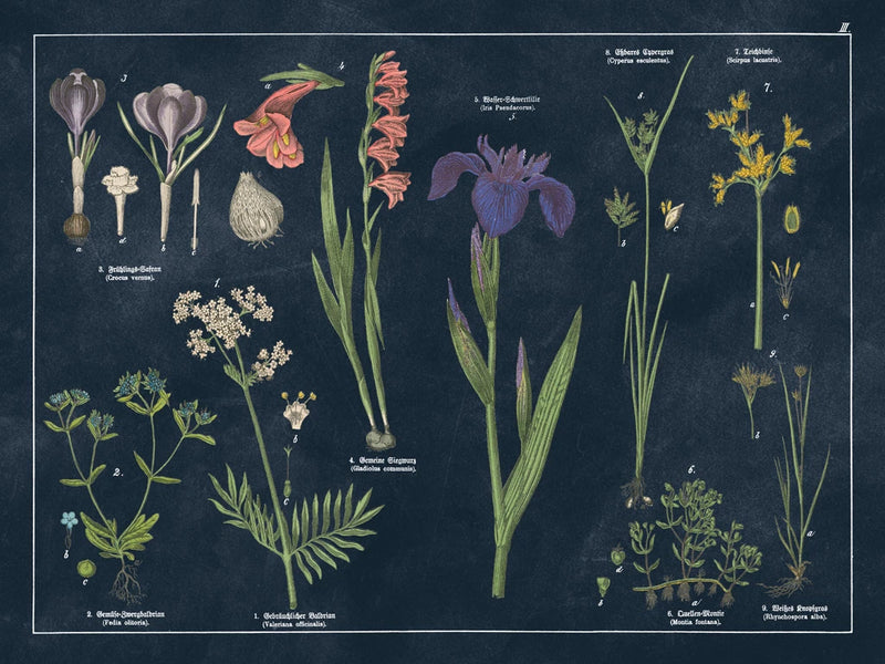 Botanical Floral Chart II Dark Blue by Wild Apple Portfolio