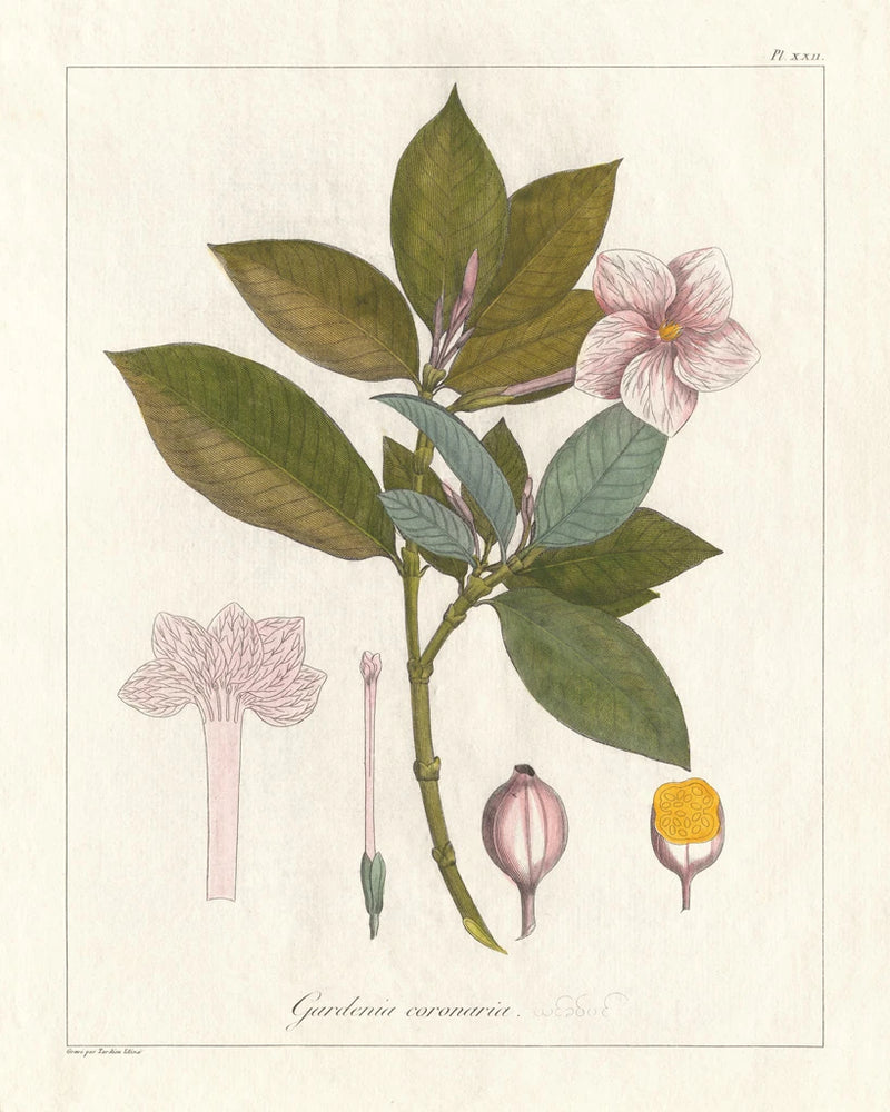 Botanical Gardenia v2 by Wild Apple Portfolio