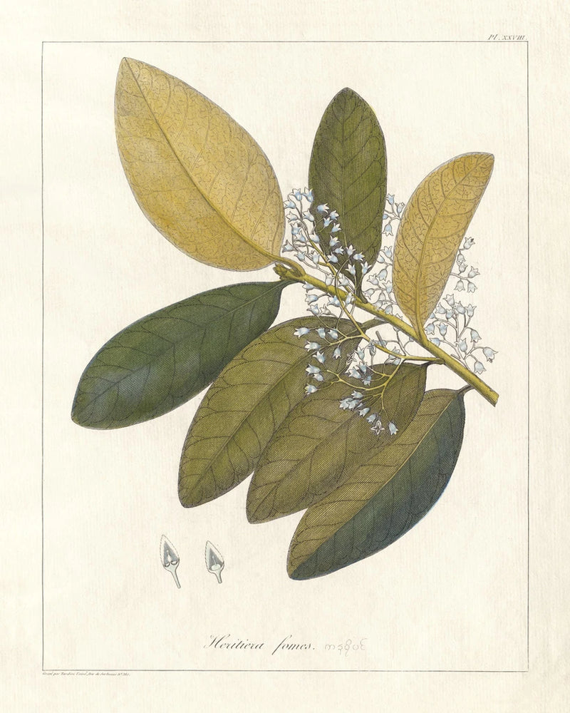 Botanical Heritiera v2 by Wild Apple Portfolio