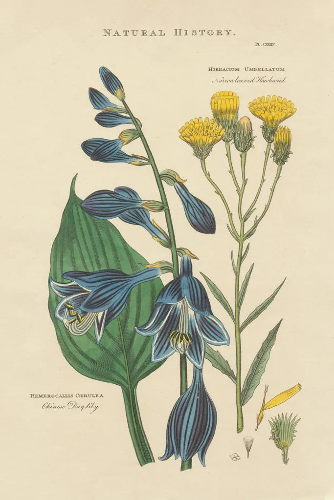 Botanical Print I by Wild Apple Portfolio. SKU 68201h. Archival Giclee Fine art print for wall decor.