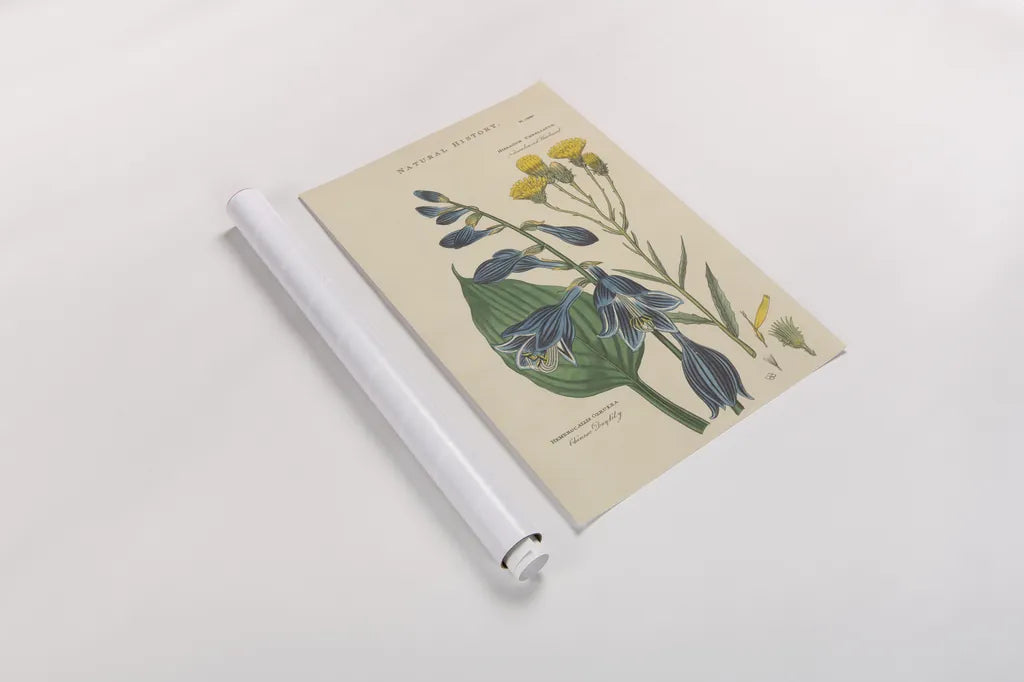 Botanical Print I by Wild Apple Portfolio. shown as a rolled paper print. Available as archival giclee rolled canvas, fine art paper, or poster print. SKU 68201h.