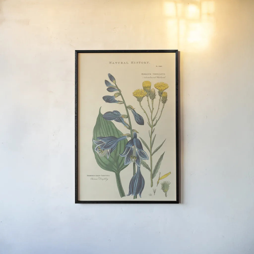 Botanical Print I by Wild Apple Portfolio. shown as a paper print in a black flame. Available as a archival giclee rolled canvas, fine art paper, or poster print. SKU 68201h.