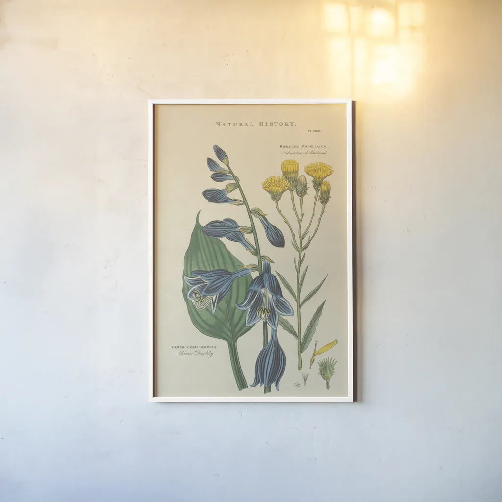 Botanical Print I by Wild Apple Portfolio. shown as a paper print in a white frame. Available as a archival giclee rolled canvas, fine art paper, or poster print. SKU 68201h.