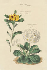 Botanical Print II by Wild Apple Portfolio. SKU 68202h. Archival Giclee Fine art print for wall decor.