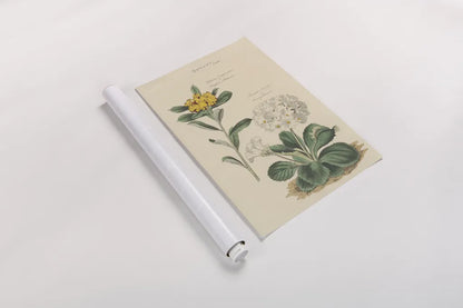 Botanical Print II by Wild Apple Portfolio. shown as a rolled paper print. Available as archival giclee rolled canvas, fine art paper, or poster print. SKU 68202h.