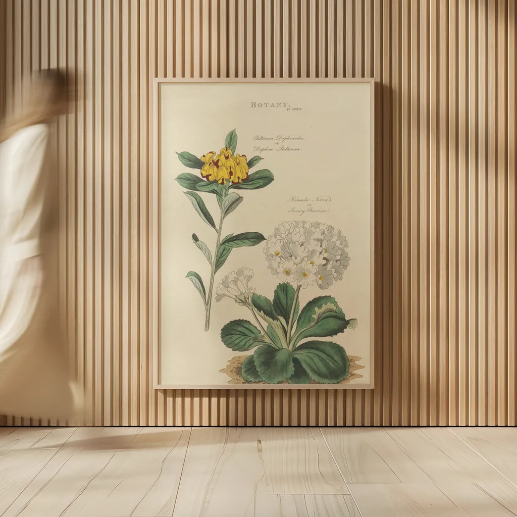 Botanical Print II by Wild Apple Portfolio. shown as over sized large wall art. Available as an archival giclee rolled canvas, fine art paper, or poster print. SKU 68202h.