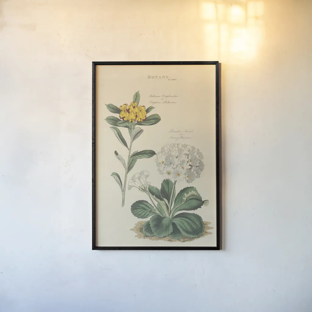 Botanical Print II by Wild Apple Portfolio. shown as a paper print in a black flame. Available as a archival giclee rolled canvas, fine art paper, or poster print. SKU 68202h.