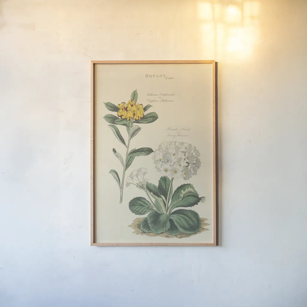 Botanical Print II by Wild Apple Portfolio. shown as a paper print in a natural frame. Available as a archival giclee rolled canvas, fine art paper, or poster print. SKU 68202h.